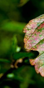 Nature,Macro,Multicolored,Motley,Sheet,Leaf,Veins