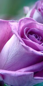 Nature,Macro,Rose Flower,Rose,Flower