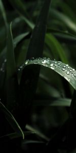 Nature,Macro,Feuille,Drops,Sombre