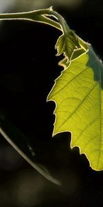 Feuille,Macro,Nature