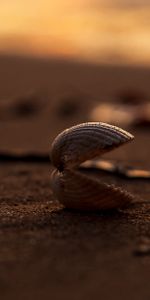 Naturaleza,Arena,Macro,Cáscara,Playa