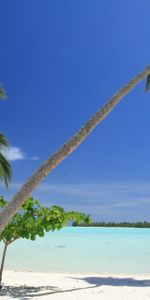 Nature,Malbives,Malbiva,Palms,Tropics,Beach