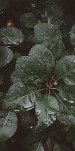 Nature,Moisture,Leaves,Drops