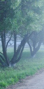 Nature,Morning,Cool,Coolness,Trees,Fog