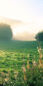 Naturaleza,Verduras,Amanecer,Casa,Niebla,Mañana