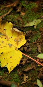 Feuille,Inclusions,Nature,Taches,Mousse,Érable,Automne