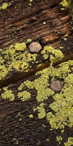 Nature,Moss,Planks,Board,Dampness,Nails