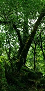 Mousse,Fourré,Fourrés,Sauvages,Forêt,Nature,Jungle