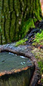 Nature,Moss,Winter,Wood,Tree