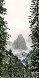 Nature,Mountain,Branches,Hill,Snow