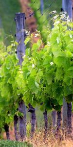 Nature,Mountain,Field,Rows,Sprouts,Ranks,Grapes