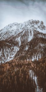 Nature,Mountain,Top,Snow Covered,Snowbound,Trees,Vertex