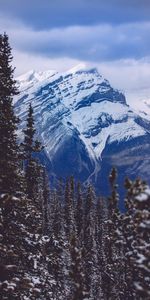 Nature,Mountain,Vertex,Top,Forest,Spruce,Fir,Snow Covered,Snowbound