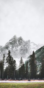 Nature,Mountain,Vertex,Top,Trees,Snow,Landscape