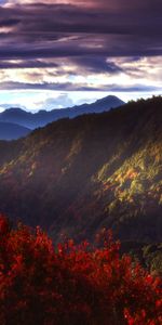 Nature,Mountains,Bush,Forest