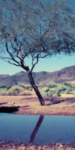 Nature,Mountains,Bush,Reflection,Wood,Tree,Puddle