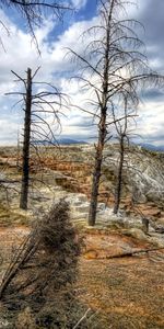 Nature,Mountains,Colors,Color,Trees,Forest,Dead