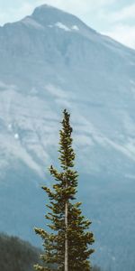 Nature,Pin,Conifère,Planter,Bois,Arbre,Montagnes,Plante