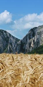 Nature,Mountains,Field,Ears,Spikes,Wheat