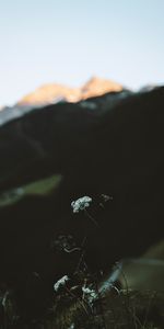 Planter,Nature,Fleur,Plante,Faune,Montagnes