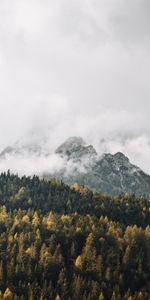 Naturaleza,Montañas,Niebla,Árboles,Bosque