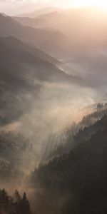 Forêt,Brouillard,Aube,Nature,Montagnes,Paysage