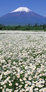 Plantes,Nature,Montagnes,Paysage,Les Champs