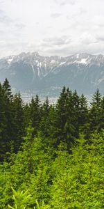 Nature,Mountains,Pine,Forest,Trees,Landscape