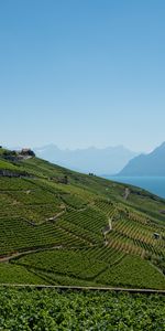 Nature,Mountains,Sea,Field,Plantation