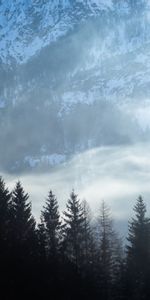 Nature,Sapins,Brouillard,Neige,Montagnes,Paysage