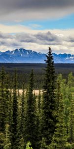 Nature,Mountains,Snow,Forest,Spruce,Fir,Snow Covered,Snowbound,Dahl,Distance