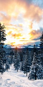 Nature,Mountains,Snow,Winter,Forest