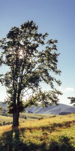 Nature,Mountains,Wood,Tree,Human,Sunlight,Meadows,Landscape,Person