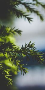 Nature,Flou,Lisse,Épicéa,Sapin,Aiguille,Branche