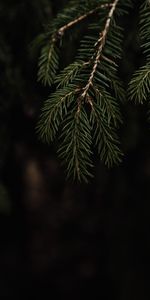 Branche,Épicéa,Sapin,Nature,Aiguille