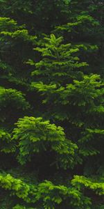 Nature,Épicéa,Sapin,Aiguille,Branche