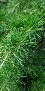 Nature,Needle,Branches,Spruce,Fir,Cedar