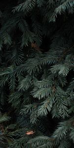 Nature,Needle,Branches,Spruce,Fir,Needles