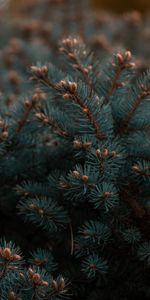 Planter,Épicéa,Aiguille,Plante,Branches,Sapin,Nature