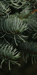 Nature,Needle,Drops,Branches,Spruce,Fir