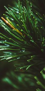 Nature,Needle,Drops,Macro,Spruce,Fir