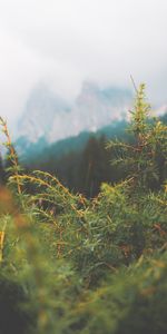 Sapin,Nature,Aiguille,Macro