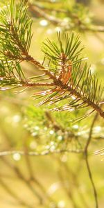 Pin,Macro,Branche,Piquants,Ensoleillé,Aiguille,Lumière,Les Épines,Nature,Briller