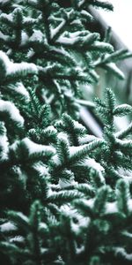 Nature,Needle,Snow,Blur,Smooth,Branch,Spruce,Fir