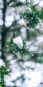 Aiguille,Neige,Branches,Nature