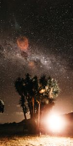 Nature,Night,Glare,Bright,Starry Sky,Palms,Flash