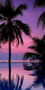 Noche,Siluetas,Naturaleza,Palms