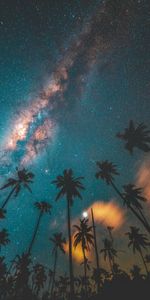 Nature,Night,Starry Sky,Palms,Dark