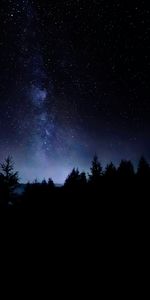 Arbres,Etoiles,Nature,Ciel Étoilé,Nuit,Sombre