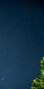 Nature,Night,Tree,Branches,Wood,Stars,Starry Sky,Leaves